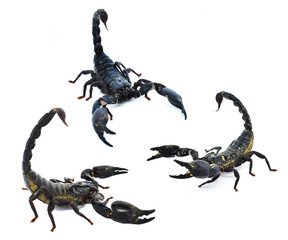 scorpion isolated on white background