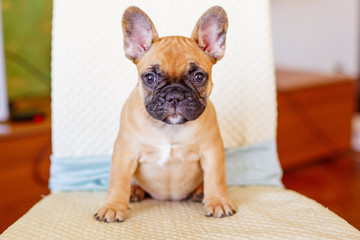 a French bulldog puppy 