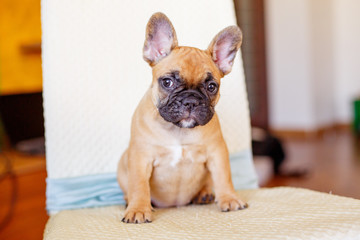 a French bulldog puppy 