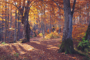 Autumn forest nature. Vivid morning in colorful forest with sun rays through branches of trees. Scenery of nature with sunlight