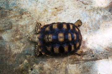 A slow walk turtle on sand.