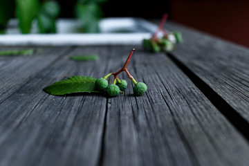 Virginia creeper fruits on the wooden table