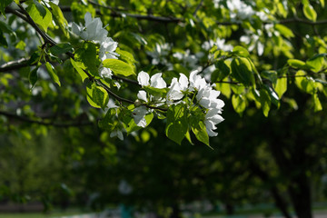 Blooming branch of an apple tree under a ray of light