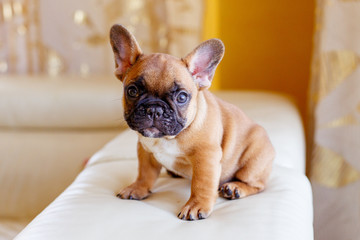 cute little french bulldog puppy at home looks like cute, funny pets