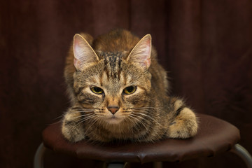 Kitten in sad and depressed mood with dead eyes lies on a stool