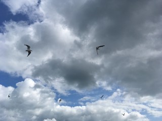 Seagulls