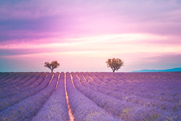 Beautiful image of lavender field. Amazing sunset light and colors. Tranquil nature landscape,...
