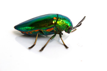 buprestis beetle buautiful shiny jawel bug  on  white background, green beetle nater