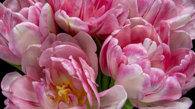 Beautiful Pink Tulip Flower background. Blooming roses flower open, time lapse, close-up. Wedding backdrop, Valentine's Day concept. Bouquet on black backdrop, closeup.