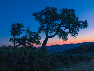silhouette of cork oaks during blue hour in the national park "Parque natural de los alcornocales" in Andalusia, Spain
