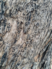bark of a tree