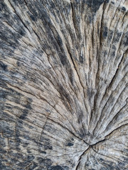 old wood texture of bark of a tree