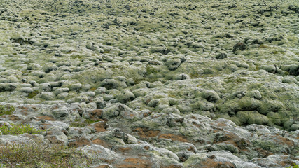 Lava fields moss covered, also known as green lava in Skaftareldahraun, Iceland