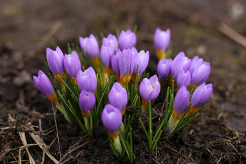Gorgeous purple crocuses bloom in the early morning of March, in the garden.