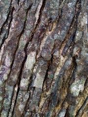 bark of a tree