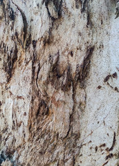texture of bark of a tree
