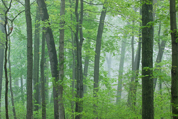 Fototapeta na wymiar Landscape of spring woodland in fog, Kellogg Forest, Michigan, USA