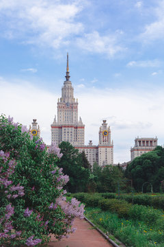 Fresh pink and purple lilac bushes background of Moscow State University, copyspace, selective focus, toned