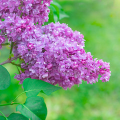 Fresh pink and purple lilac branch closeup, copyspace, selective focus, toned
