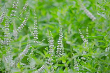White flowers green grass