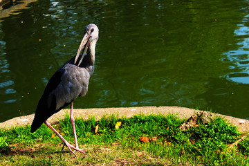 Asian open-billed stork is hunting fish and shellfish at the pond