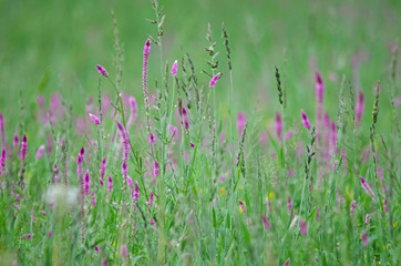 Pink flowers green grass