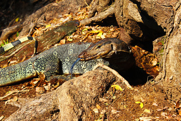 A varanus salvator digging a hole under a big tree