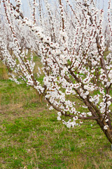 Almond orchard at march