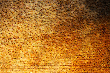 Light brown palm tree wood