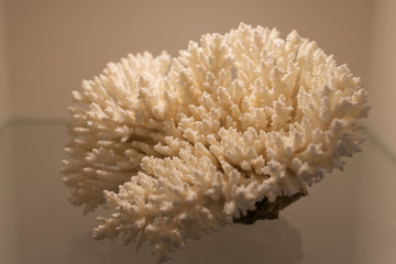 Statuette of coral on a beige background.