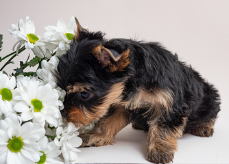 A small dog of the Yorkshire Terrier breed in a box on a light background.