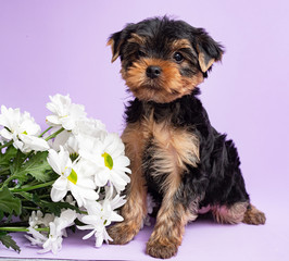 A small dog of the Yorkshire Terrier breed in a box on a light background.