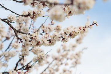 Apricot branch with flowers on blue sky background