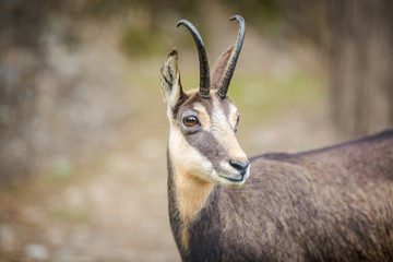 Chamois (Rupicapra rupicapra) within its natural habitat - high mountains