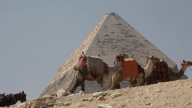 Camels Pass By Egyptian Pyramid Slow Motion