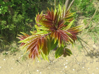 Rowan tree branch with young leaves