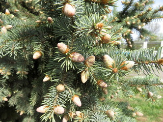 Coniferous branches with young cones