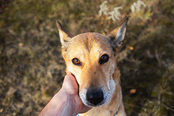 Fototapeta premium Faceless man stroking peaceful dog at nature