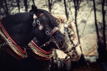 Two horses with ornate harness in close-up view.