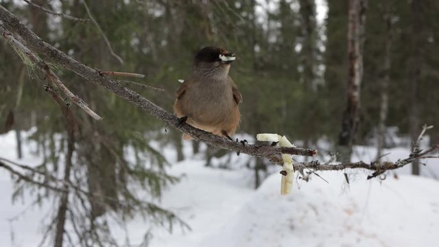Siberian jay. Bird feeds on a tree branch
