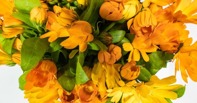 A large number of calendula flowers close-up, time lapse