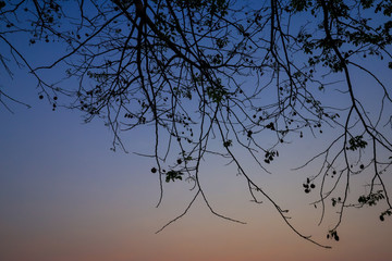 Beautiful silhouette tree branch on sky sunset background.
