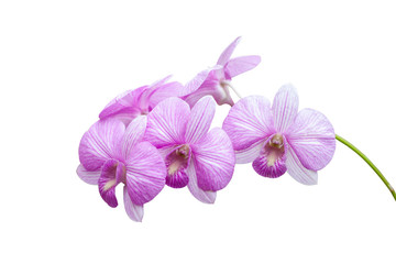 Fototapeta na wymiar Purple orchid flower bouquet bloom isolated on white background included clipping path.