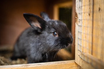 Cute baby rabbits in a farm