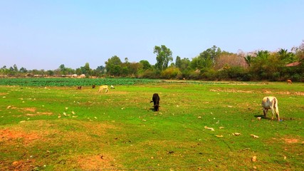 Des vache maigres dans un champs 