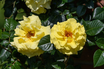 Close up on two delicate fresh vivid yellow roses and green leaves in a garden in a sunny summer day, beautiful outdoor floral background photographed with soft focus
