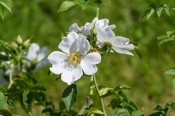 Close up of one large and delicate white rose in full bloom in a summer garden, in direct sunlight, with blurred green leaves in the background