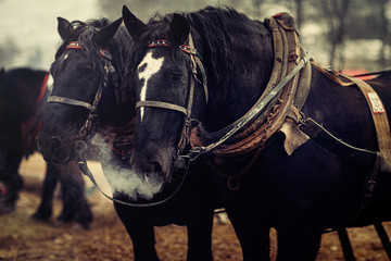 Two horses with ornate harness in close-up view.