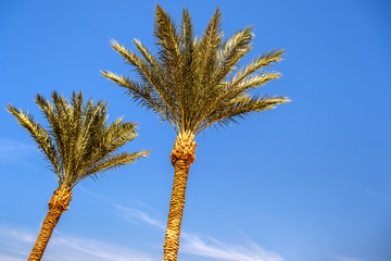 Obraz premium Perspective down view of fresh green palm trees in tropical region against blue vibrant sky in summer.