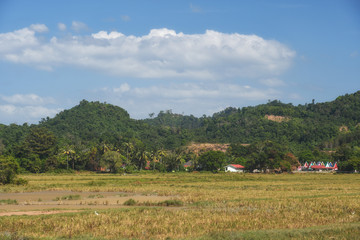 Fototapeta na wymiar Langkawi Island countryside landscapes. Paddy rice Field. Andaman Sea, Malaysia